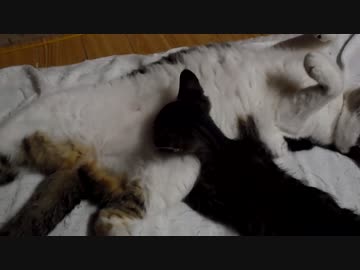 子猫に怒っていたうちの猫。 2