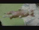 直立不動寝のこねこ。