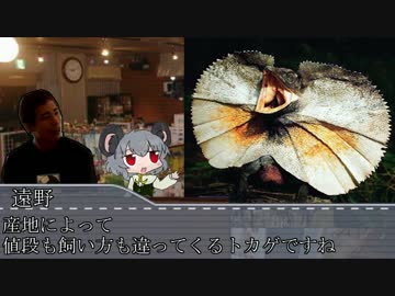 ハチュカス★☆