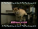 社長令嬢とわんこを育てよう　その13