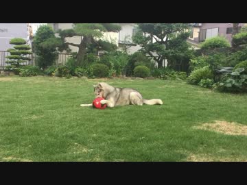 シベリアンハスキー ドリブルの練習？