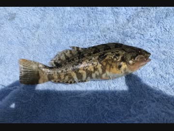 釣り動画ロマンを求めて　54釣目（浮島つり園）