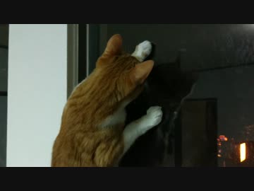 猫 VS 窓の外の虫