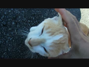 人懐っこい仔猫