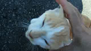 人懐っこい仔猫