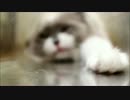 たぬこ仮面の変身ポーズ＼(○ ｀O´ ○)/トゥーー!!