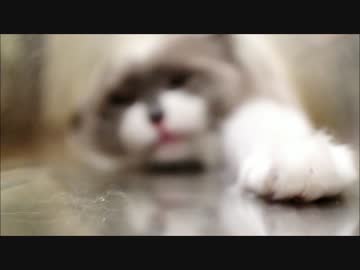 たぬこ仮面の変身ポーズ＼(○ ｀O´ ○)/トゥーー!!