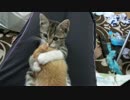 お兄ちゃんに吸い付き離れない子猫。