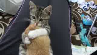 お兄ちゃんに吸い付き離れない子猫。