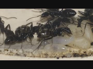 蟻戦争＃129 飼育アリのお腹の中にある謎の白い液体編