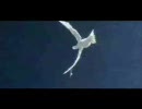 ミクオリジナル『Soar』を歌って合わせてみた【映像OO(ダブルオー)版】