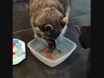アライグマ vs 洗わせない猫