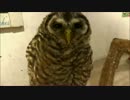 フクロウの赤ちゃん（マリーちゃん　生後6ヶ月）鳴き声　首の動きなど　
