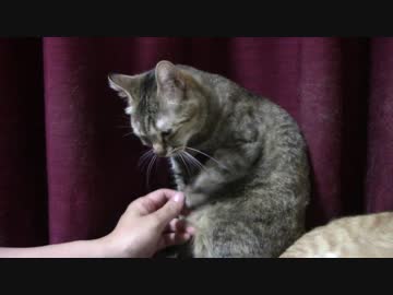 拾いねこ＠生後1795/1762日目　若干おこなアコさん。