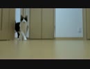 2017年6月6日誕生日の日常動画