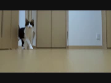 2017年6月6日誕生日の日常動画