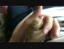 【文鳥】撫でるのをやめると…【雛】
