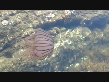 ずーっと観ていられるクラゲ