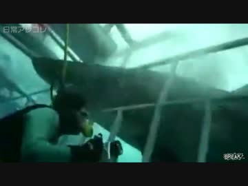 【衝撃映像】本当に こわ～いサメ 衝撃の瞬間 9連発