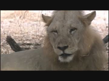 群れに守られた子ライオンが無防備すぎるUC