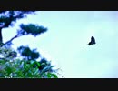 【May】Crystal Kayの「Lost Child」を歌ってみた