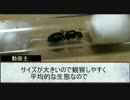 【小さな世界】　アリ観察日記　1日目　【小さな奇跡】