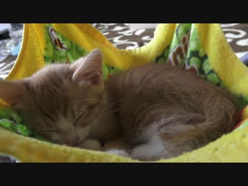 猫用ハンモックをDIYしてみよう。