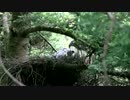 ヒナに餌を与えるオオタカ
