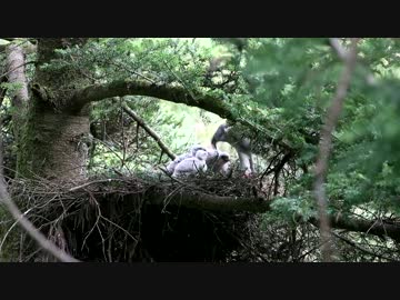 ヒナに餌を与えるオオタカ