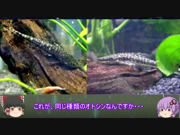 「水槽内における力関係・・・みたいな？」　水底から仰ぐ星　part14