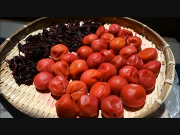 自家製梅干しを作ろう！