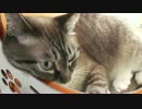 【448】ジャン❤︎ポン　昔はやんちゃしたけど今は穏やかな猫ジャンくん