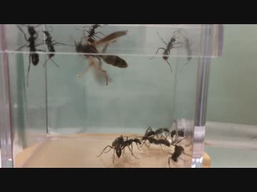 蟻戦争＃130 トゲオオハリアリVSアシナガバチ～数の暴力～編