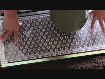 ひよっこ オタク農家　エダマメの省力化？