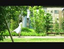 【いりぽん先生】翡翠のまち踊ってみました【おめでとう】