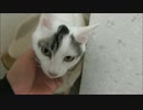 甘え上手なおねえちゃん猫