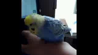 うつらうつらインコ