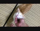 飛び跳ねながら『取ってこい』する子猫がかわいすぎる！