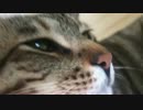 【ざりざりざり】猫に腕を舐められたらすっごい音がした