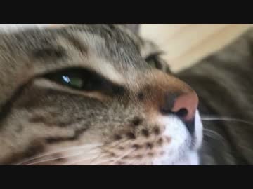 【ざりざりざり】猫に腕を舐められたらすっごい音がした