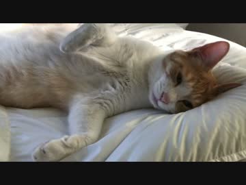 うちの猫がおっさんになっていた。。。