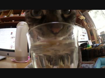 【449】ジャン❤︎ポン　コップで水を飲む猫の仲間入りするジャンくん