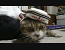 極悪顔猫に水兵みたいな帽子をかぶせたら海賊みたいになった。