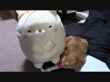 拾いねこ＠生後1798/1765日目　さぷらいずぷれぜんと。