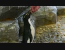 エサを食べるイワトビペンギン