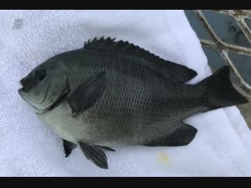 釣り動画ロマンを求めて　56釣目（大黒海づり施設）