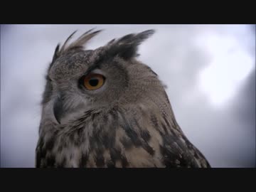 アプリ版フレンズを動物ドキュメンタリーで紹介するよ part7