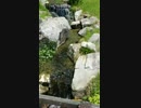 [旅行]クラフトパークの川のせせらぎをただ見るだけの30秒