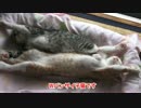 Wバンザイ子猫。かわいいです。