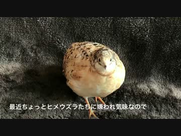 【うずら動画】いも虫を食べるヒメウズラ【パート１６】